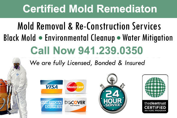 North Port Mold Cleanup Service